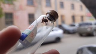 В России завершился сезон клещевого энцефалита