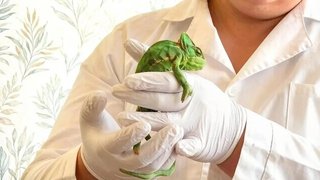 Саратовские ветеринары спасли хамелеона Лили с рахитом