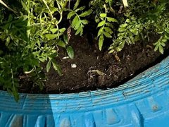В Саратове 18-летняя курьер спрятала наркотики в цветнике и попалась полиции