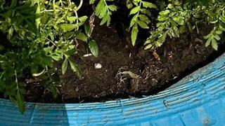 В Саратове 18-летняя курьер спрятала наркотики в цветнике и попалась полиции
