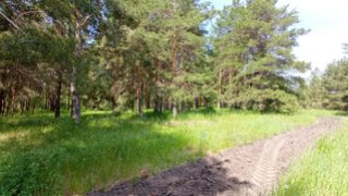 В Саратове возбудили дело после незаконной вырубки сосен