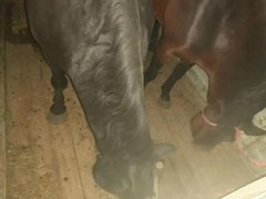 Пытавшийся продать лошадей-нелегалов мужчина попался полиции