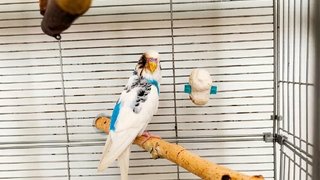Ветеринары спасли попугая Аркашу с подбитым глазом