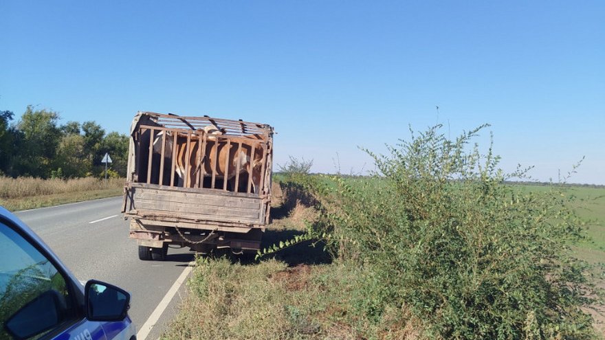 В Саратовской области остановили почти два десятка коров-нелегалов