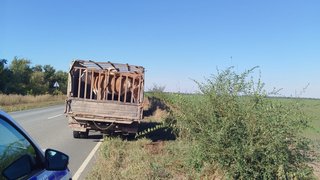В Саратовской области остановили почти два десятка коров-нелегалов