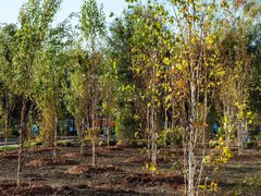 В горпарке Саратова будут заменять неприжившиеся деревья