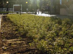В горпарке Саратова будут заменять неприжившиеся деревья