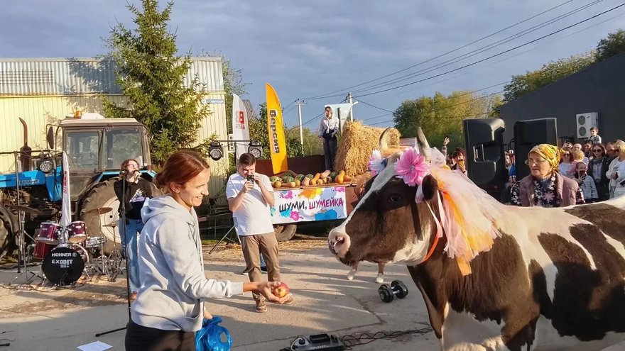 Коровы сорвали конкурс красоты в Саратовской области