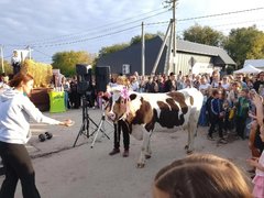 Коровы сорвали конкурс красоты в Саратовской области