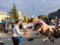 Коровы сорвали конкурс красоты в Саратовской области