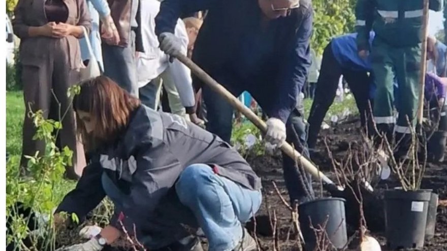 Саратовцы купили и высадили на набережной 250 кустов роз