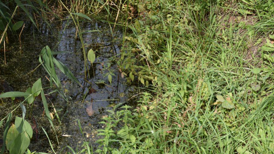 Жители просят проверить стройку Дома у озера на влияние на грунтовые воды