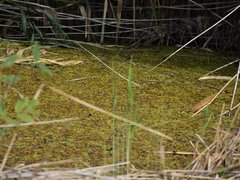Жители просят проверить стройку Дома у озера на влияние на грунтовые воды