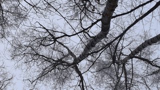 Пенсионерку покалечило упавшей веткой в Балашове: приговор бывшей чиновнице
