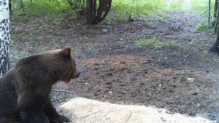 Рядом с Саратовской областью стали чаще встречать медведей