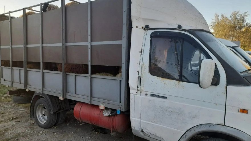 В Саратовской области поймали 89 овец-нелегалов