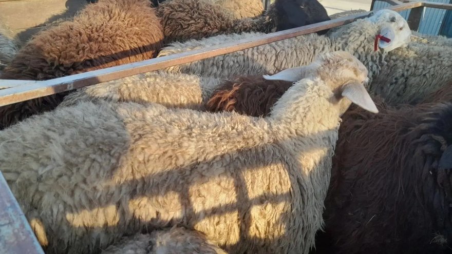 В Саратовской области поймали 89 овец-нелегалов