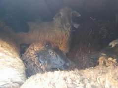 В Саратовской области поймали 89 овец-нелегалов