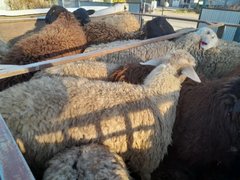 В Саратовской области поймали 89 овец-нелегалов