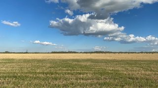 В Саратовской области отчитались об уничтожении конопли на территории в 70 футбольных полей