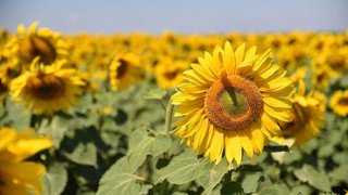 В Саратовской области собрали 1 млн тонн семян подсолнечника
