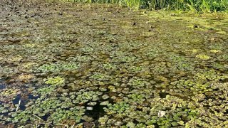 В Саратовской области возродили утраченный в военные годы водяной орех