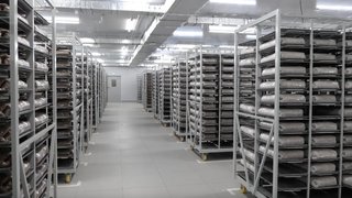В Саратове вложили 630 млн рублей в производство грибного мицелия