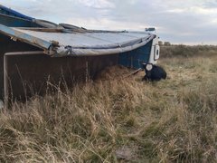 В Саратовской области перевернулся грузовик с коровами