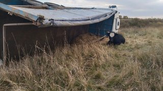 В Саратовской области перевернулся грузовик с коровами