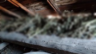 Мужчина хранил на даче в Саратове почти 10 кг конопли