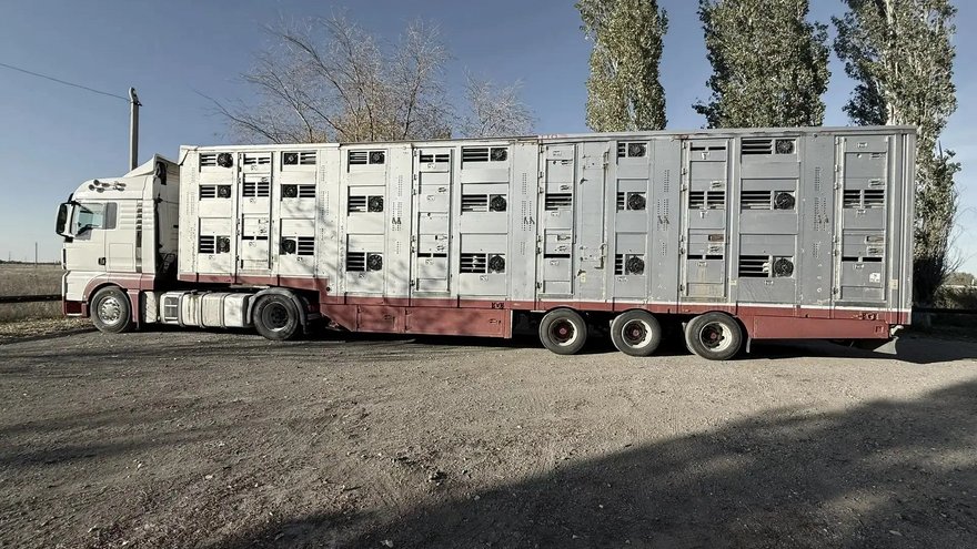 В Саратовской области задержали 85 нелегальных коров