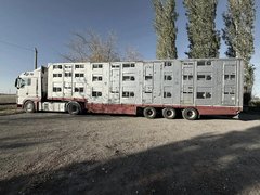 В Саратовской области задержали 85 нелегальных коров