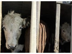 В Саратовской области задержали 85 нелегальных коров