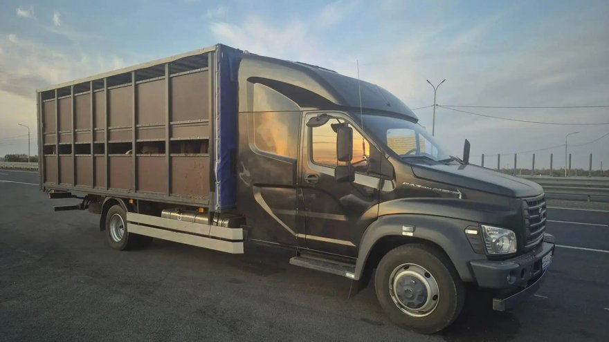 В пригороде Саратова поймали коров-нелегалов из Волгоградской области