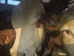В пригороде Саратова поймали коров-нелегалов из Волгоградской области