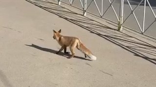В центре Саратова заметили лису