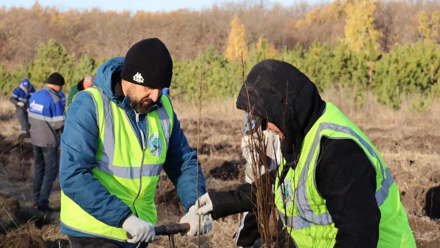 В Саратове на Кумысной поляне высадили 2 тысячи саженцев белой акации