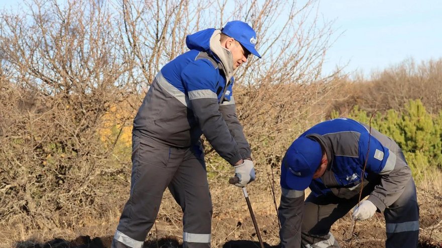 В Саратове на Кумысной поляне высадили 2 тысячи саженцев белой акации