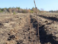 В Саратове на Кумысной поляне высадили 2 тысячи саженцев белой акации