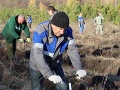 В Саратове на Кумысной поляне высадили 2 тысячи саженцев белой акации