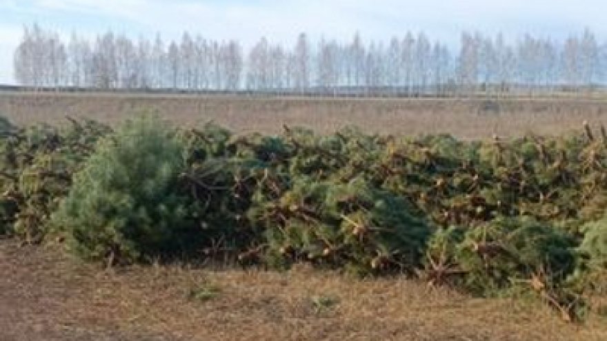 За два месяца до Нового года в Саратовскую область отправили праздничные елки