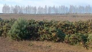 За два месяца до Нового года в Саратовскую область отправили праздничные елки