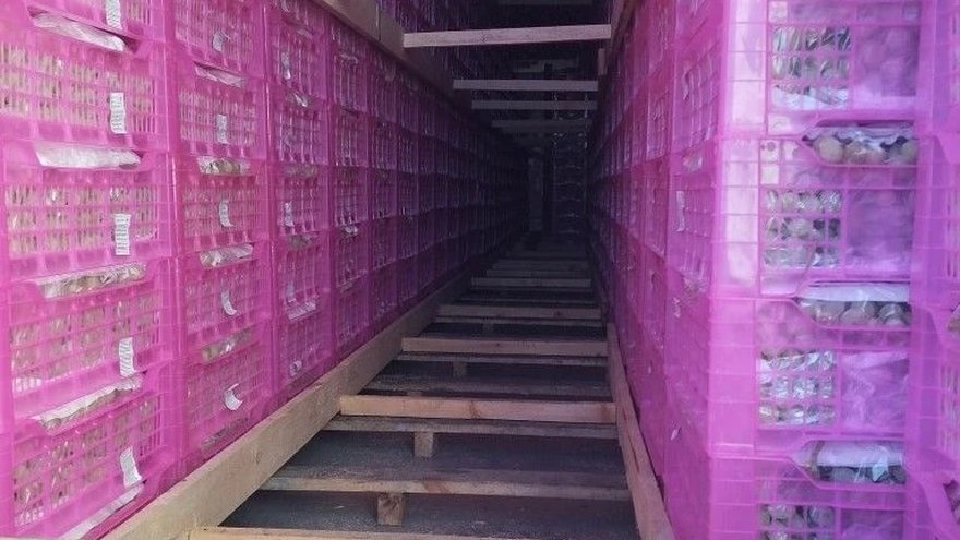 В Саратовскую область пытались незаконно ввезти киргизский виноград