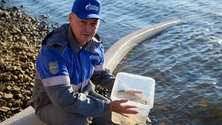 Газпром трансгаз Саратов выпустил в Дон 270 тысяч мальков стерляди