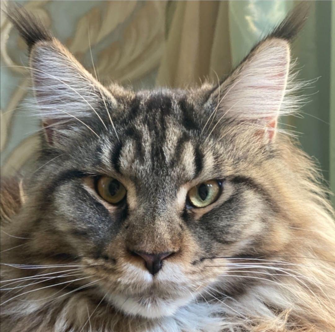 кот